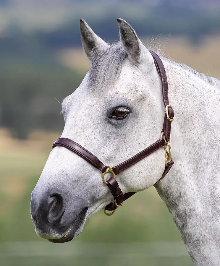 Shires Blenheim Ragley Lined Leather Headcollar