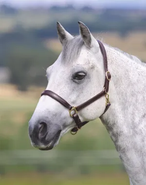Shires Blenheim Ragley Lined Leather Headcollar