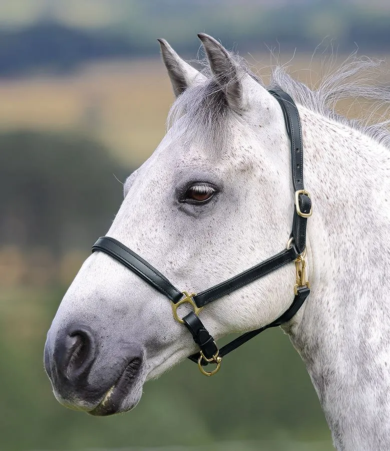 Shires Blenheim Ragley Lined Leather Headcollar