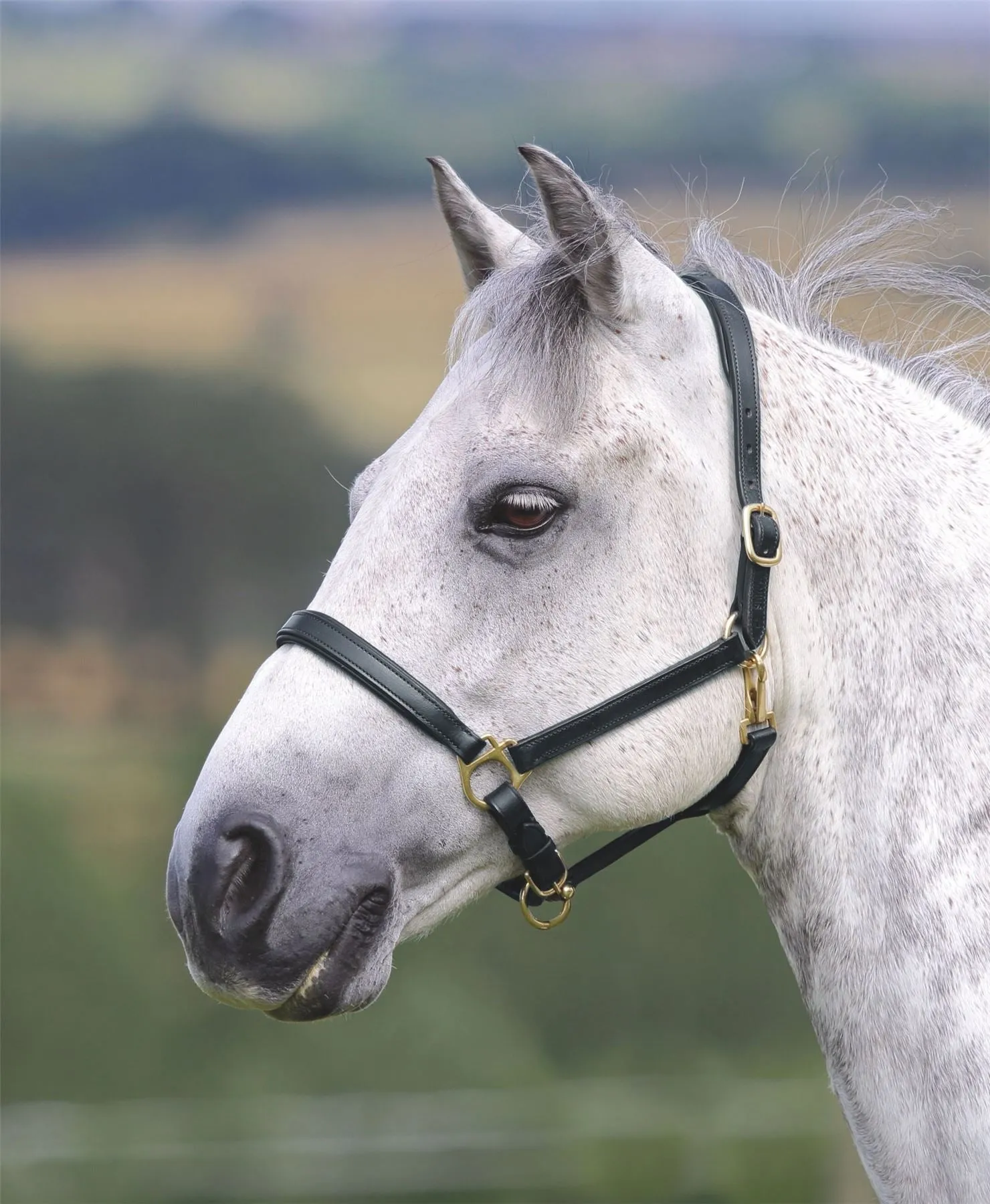 Shires Blenheim Ragley Lined Leather Headcollar